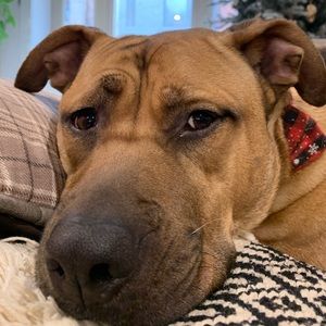 Meet your Posher, Bob